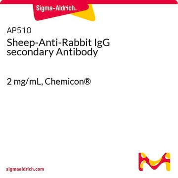 Sheep-Anti-Rabbit IgG secondary Antibody 2&#160;mg/mL, Chemicon&#174;