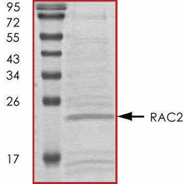 RAC2, His tagged human recombinant, expressed in E. coli, &#8805;70% (SDS-PAGE), buffered aqueous glycerol solution