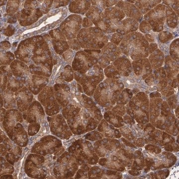 Anti-ECE1 antibody produced in rabbit Ab1, Prestige Antibodies&#174; Powered by Atlas Antibodies, affinity isolated antibody, buffered aqueous glycerol solution