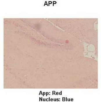 Anti-APP (ab3) antibody produced in rabbit IgG fraction of antiserum