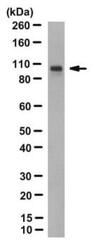 Anti-TfR2 Antibody, clone 9F8-1C11 clone 9F8 1C11, from mouse