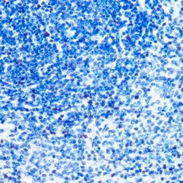 Anti-MCM3 antibody produced in rabbit