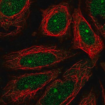 Anti-MEIOB antibody produced in rabbit Prestige Antibodies&#174; Powered by Atlas Antibodies, affinity isolated antibody, buffered aqueous glycerol solution