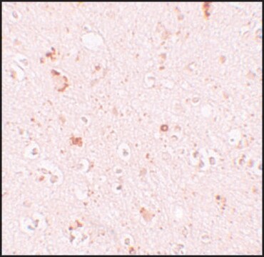 Anti-SH3RF2 antibody produced in rabbit affinity isolated antibody, buffered aqueous solution