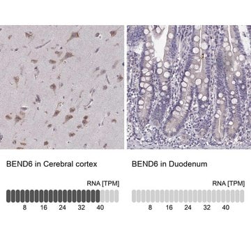 Anti-BEND6 antibody produced in rabbit Prestige Antibodies&#174; Powered by Atlas Antibodies, affinity isolated antibody, buffered aqueous glycerol solution