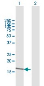 Anti-A2ML1 antibody produced in mouse purified immunoglobulin, buffered aqueous solution