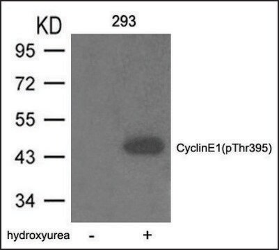 Anti-phospho-Cyclin E1 (pThr395) antibody produced in rabbit affinity isolated antibody