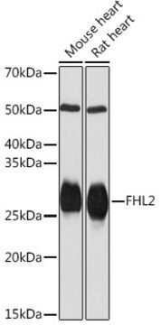 Anti-FHL2 Antibody, clone 0K9C7, Rabbit Monoclonal