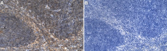 Anti-CD48 Antibody, clone 2I13 ZooMAb&#174; Rabbit Monoclonal recombinant, expressed in HEK 293 cells