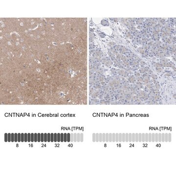 Anti-CNTNAP4 antibody produced in rabbit Prestige Antibodies&#174; Powered by Atlas Antibodies, affinity isolated antibody, buffered aqueous glycerol solution