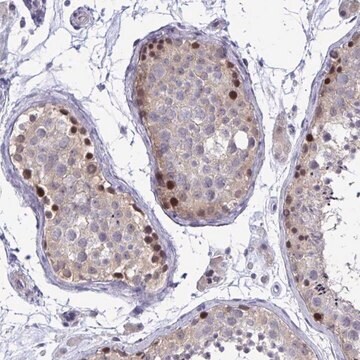 Anti-ZBTB25 antibody produced in rabbit Prestige Antibodies&#174; Powered by Atlas Antibodies, affinity isolated antibody, buffered aqueous glycerol solution