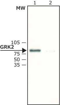 Anti-GRK2 antibody produced in rabbit affinity isolated antibody, buffered aqueous solution