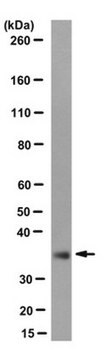 Anti-p31comet Antibody, clone E29.19.14 clone E29.19.14, from mouse