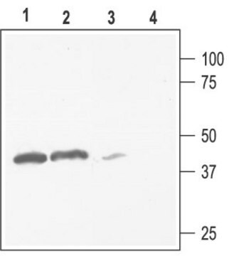 Anti-Potassium Channel Kir2.3 antibody produced in rabbit affinity isolated antibody, lyophilized powder