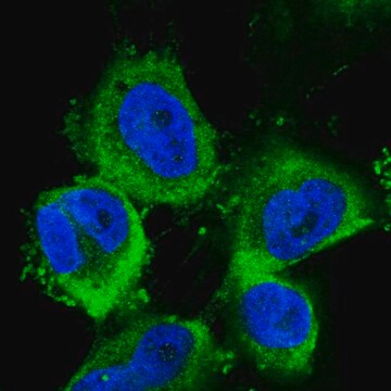 Anti-ABCE1 antibody produced in rabbit Prestige Antibodies&#174; Powered by Atlas Antibodies, affinity isolated antibody