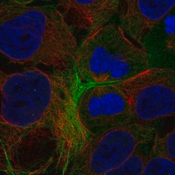 Anti-Gpr148 Antibody Produced In Rabbit Prestige Antibodies&#174; Powered by Atlas Antibodies, affinity isolated antibody, buffered aqueous glycerol solution