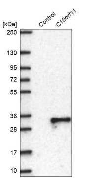 Anti-C10ORF11 antibody produced in rabbit Prestige Antibodies&#174; Powered by Atlas Antibodies, affinity isolated antibody, buffered aqueous glycerol solution