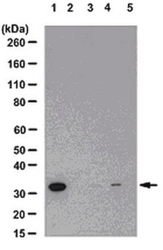 Anti-phospho-NDRG3 (Ser331) Antibody from rabbit, purified by affinity chromatography