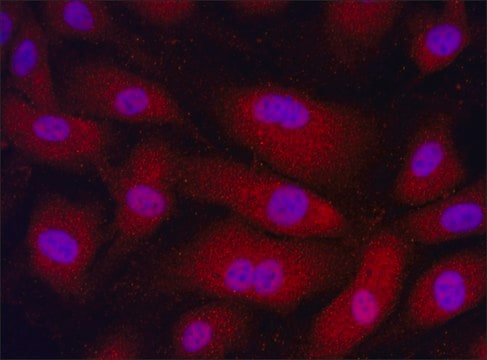 Anti-PKMYT1 (76-89) antibody produced in rabbit IgG fraction of antiserum, buffered aqueous solution