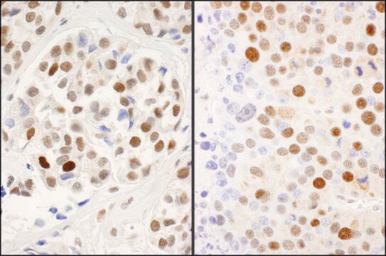 Rabbit anti-Phospho MCM2 (S53) Antibody, Affinity Purified Powered by Bethyl Laboratories, Inc.