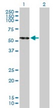 Anti-CPB2 antibody produced in mouse purified immunoglobulin, buffered aqueous solution