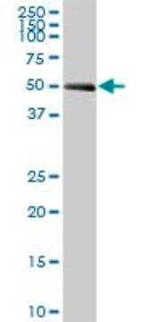 Anti-SPAG8 antibody produced in mouse IgG fraction of antiserum, buffered aqueous solution