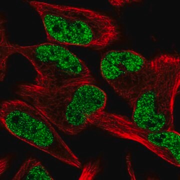 Anti-CCM2L antibody produced in rabbit Prestige Antibodies&#174; Powered by Atlas Antibodies, affinity isolated antibody