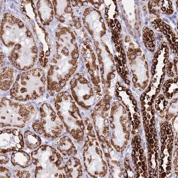 Anti-PKN3 antibody produced in rabbit Prestige Antibodies&#174; Powered by Atlas Antibodies, affinity isolated antibody, buffered aqueous glycerol solution