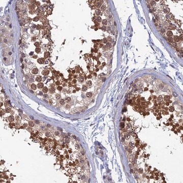 Anti-SRA1 antibody produced in rabbit Prestige Antibodies&#174; Powered by Atlas Antibodies, affinity isolated antibody, buffered aqueous glycerol solution