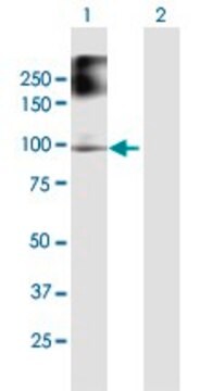 Anti-FANCB antibody produced in mouse purified immunoglobulin, buffered aqueous solution