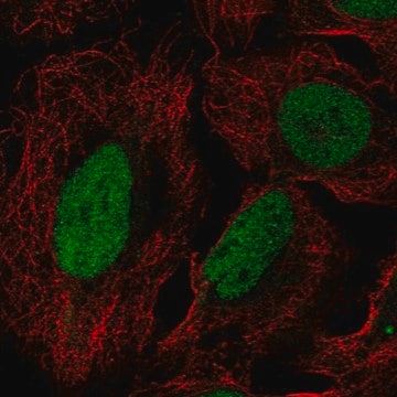 Anti-DUSP27 antibody produced in rabbit Prestige Antibodies&#174; Powered by Atlas Antibodies, affinity isolated antibody