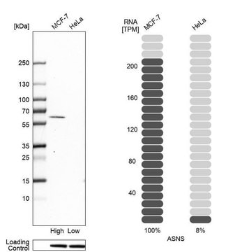 Anti-ASNS antibody produced in rabbit Prestige Antibodies&#174; Powered by Atlas Antibodies, affinity isolated antibody