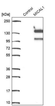 Anti-MICAL1 antibody produced in rabbit Prestige Antibodies&#174; Powered by Atlas Antibodies, affinity isolated antibody, buffered aqueous glycerol solution