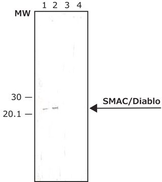 Anti-SMAC/Diablo antibody produced in rabbit IgG fraction of antiserum, buffered aqueous solution