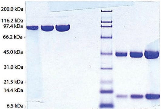 Haptoglobina (fenotyp 1-1) &#8805;95% (SDS-PAGE)