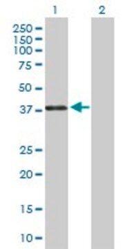 Anti-PAX4 antibody produced in rabbit purified immunoglobulin, buffered aqueous solution