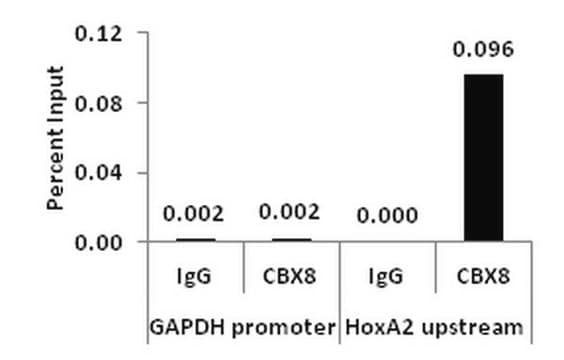 ChIPAb+ CBX8 - ChIP Validated Antibody and Primer Set from rabbit