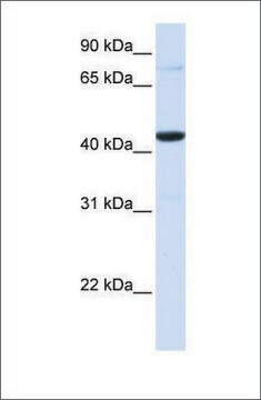 Anti-FOS (ab1) antibody produced in rabbit affinity isolated antibody