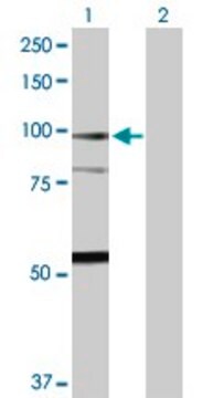 Anti-F13A1 antibody produced in rabbit purified immunoglobulin, buffered aqueous solution