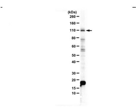 Anti-Pro-NRG2 ECD from rabbit