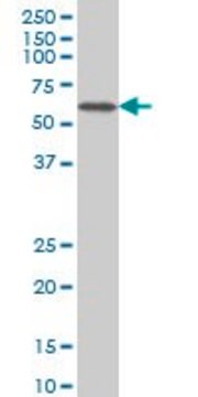 Monoclonal Anti-CACNB2 antibody produced in mouse clone 6C1, purified immunoglobulin, buffered aqueous solution