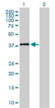 Anti-PON3 antibody produced in mouse purified immunoglobulin, buffered aqueous solution