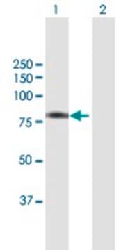 Anti-BBS7 antibody produced in mouse purified immunoglobulin, buffered aqueous solution