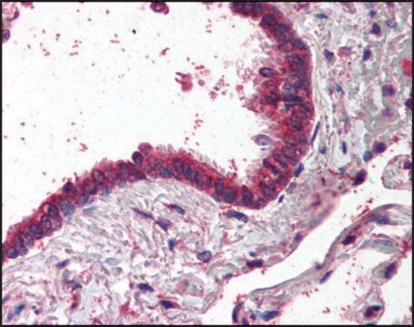 Anti-AP1G1 antibody produced in goat affinity isolated antibody, buffered aqueous solution