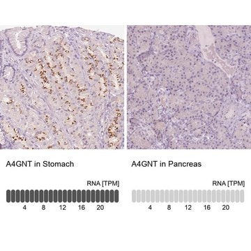 抗A4GNT抗体 ウサギ宿主抗体 Prestige Antibodies&#174; Powered by Atlas Antibodies, affinity isolated antibody, buffered aqueous glycerol solution