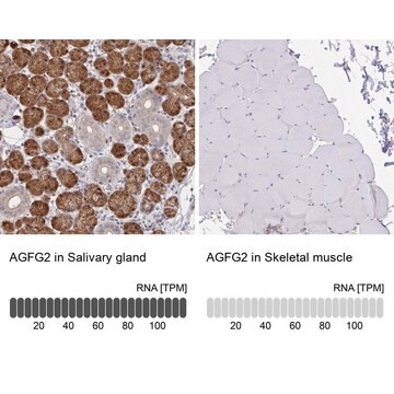 Anti-AGFG2 antibody produced in rabbit Prestige Antibodies&#174; Powered by Atlas Antibodies, affinity isolated antibody, buffered aqueous glycerol solution