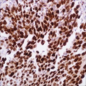 MCM3 (EP202) Rabbit Monoclonal Primary Antibody