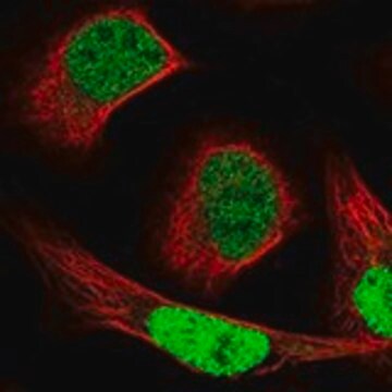 Anti-NCAPG2 antibody produced in rabbit Prestige Antibodies&#174; Powered by Atlas Antibodies, affinity isolated antibody, buffered aqueous glycerol solution