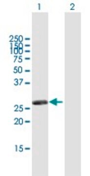 Anti-RASSF3 antibody produced in mouse purified immunoglobulin, buffered aqueous solution