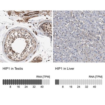 Anti-HIP1 antibody produced in rabbit Prestige Antibodies&#174; Powered by Atlas Antibodies, affinity isolated antibody, buffered aqueous glycerol solution